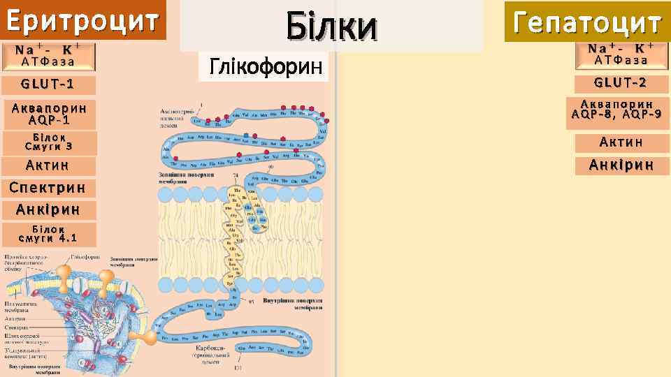 Еритроцит GLUT-1 Аквапорин AQP-1 Білки Глікофорин Гепатоцит GLUT-2 Аквапорин AQP-8, AQP-9 Білок Смуги 3