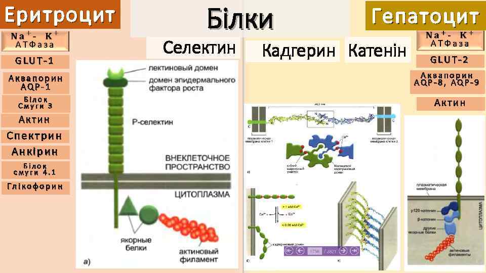 Еритроцит GLUT-1 Аквапорин AQP-1 Білок Смуги 3 Актин Спектрин Анкірин Білок смуги 4. 1