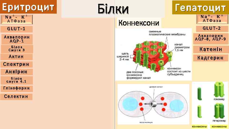 Еритроцит GLUT-1 Білки Коннексони Гепатоцит GLUT-2 Аквапорин AQP-1 Аквапорин AQP-8, AQP-9 Білок Смуги 3