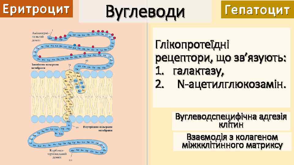 Еритроцит Вуглеводи Гепатоцит Глікопротеїдні рецептори, що зв’язують: 1. галактазу, 2. N-ацетилглюкозамін. Вуглеводспецифічна адгезія клітин