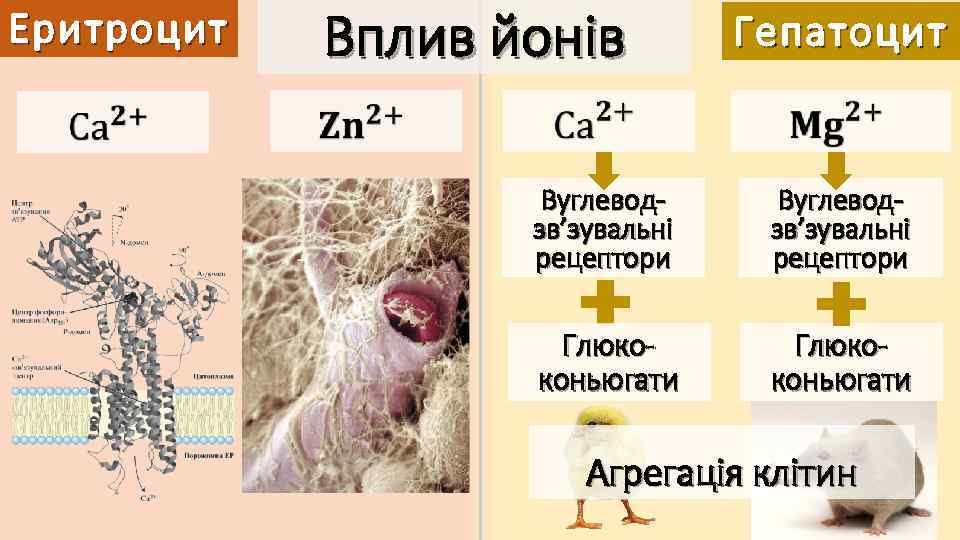 Вплив йонів Еритроцит Гепатоцит Вуглеводзв’зувальні рецептори Глюкоконьюгати Агрегація клітин 