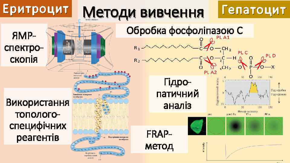 Еритроцит ЯМРспектроскопія Використання топологоспецифічних реагентів Методи вивчення Гепатоцит Обробка фосфоліпазою С Гідропатичний аналіз FRAPметод