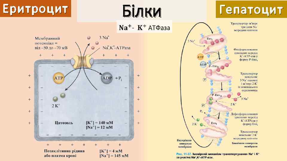 Еритроцит Білки Гепатоцит 