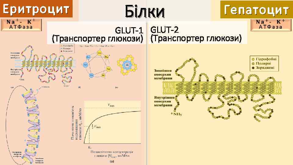 Еритроцит Білки Гепатоцит GLUT-1 GLUT-2 (Транспортер глюкози) 