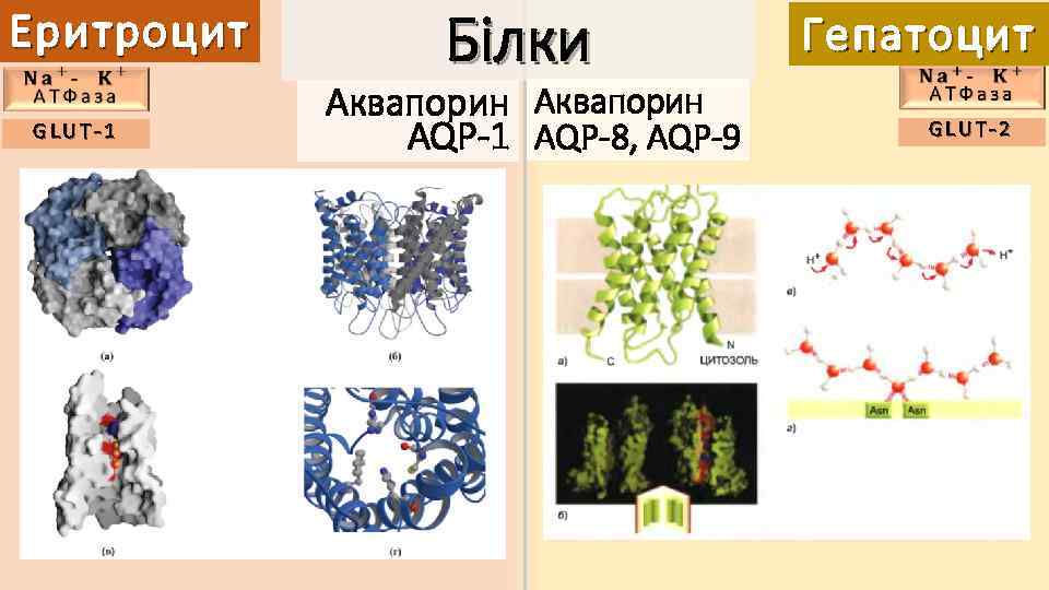 Еритроцит GLUT-1 Білки Аквапорин AQP-1 AQP-8, AQP-9 Гепатоцит GLUT-2 
