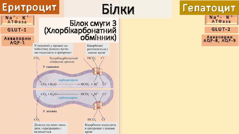 Еритроцит GLUT-1 Аквапорин AQP-1 Білки Білок смуги 3 (Хлорбікарбонатний обмінник) Гепатоцит GLUT-2 Аквапорин AQP-8,