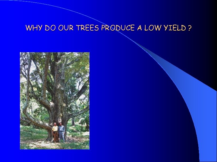 WHY DO OUR TREES PRODUCE A LOW YIELD ? 