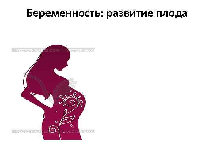 Беременность: развитие плода 