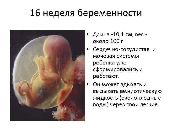 17 2 недели беременности. 16 Недель беременности размер плода. Эмбрион на 16 неделе беременности. Размер малыша на 16 неделе беременности. Размер эмбриона 16 недель.