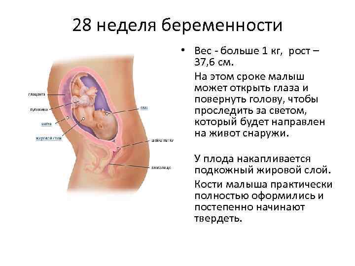 27 недель назад. 28 Неделя беременности положение плода. Расположение плода на 27-28 неделе беременности. Размер ребёнка на 28 неделе беременности. 28 Неделя беременности плод весит.