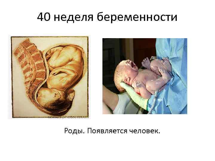 40 неделя беременности Роды. Появляется человек. 