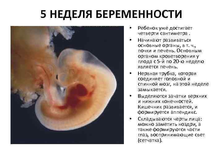5 НЕДЕЛЯ БЕРЕМЕННОСТИ • • • Ребенок уже достигает четверти сантиметра. Начинают развиваться основные