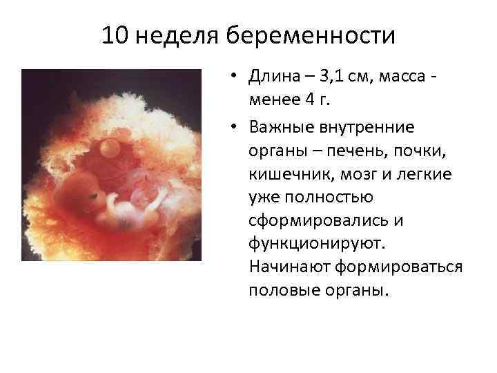 10 неделя беременности • Длина – 3, 1 см, масса - менее 4 г.