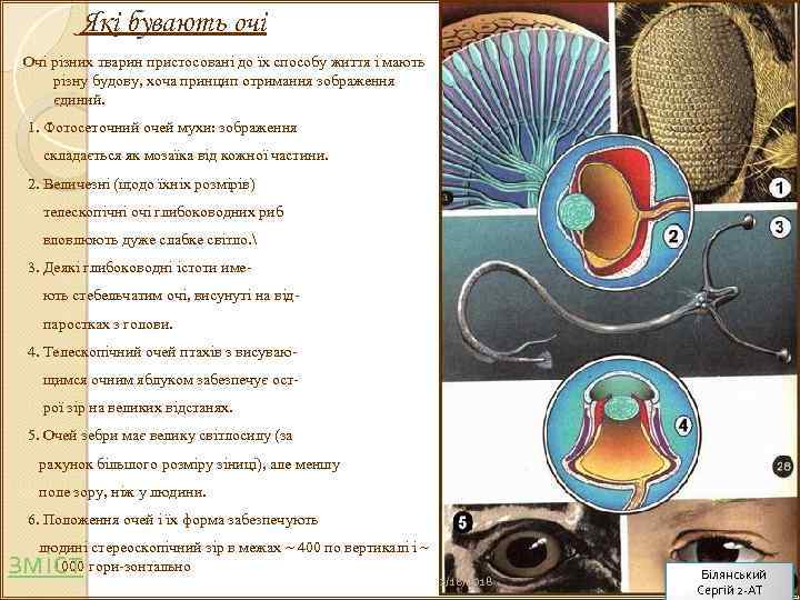 Які бувають очі Очі різних тварин пристосовані до їх способу життя і мають різну