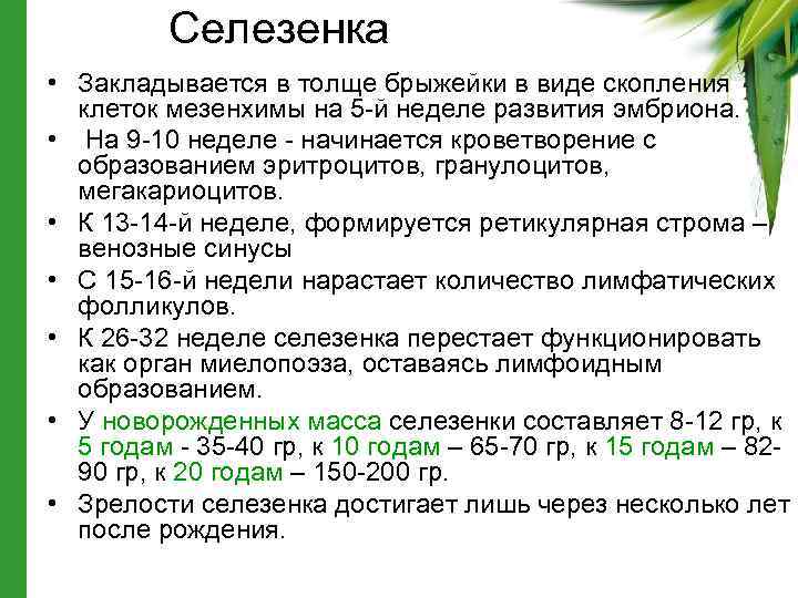Селезенка • Закладывается в толще брыжейки в виде скопления клеток мезенхимы на 5 -й