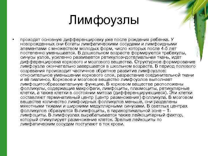 Лимфоузлы • проходят основную дифференцировку уже после рождения ребенка. У новорожденных они богаты лимфатическими