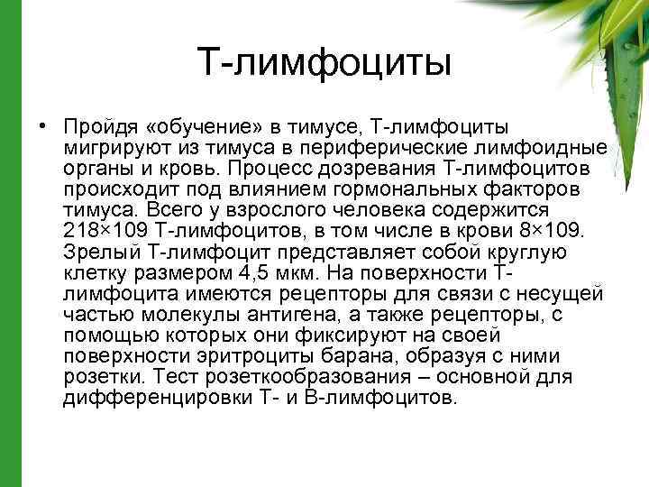 Т-лимфоциты • Пройдя «обучение» в тимусе, Т-лимфоциты мигрируют из тимуса в периферические лимфоидные органы
