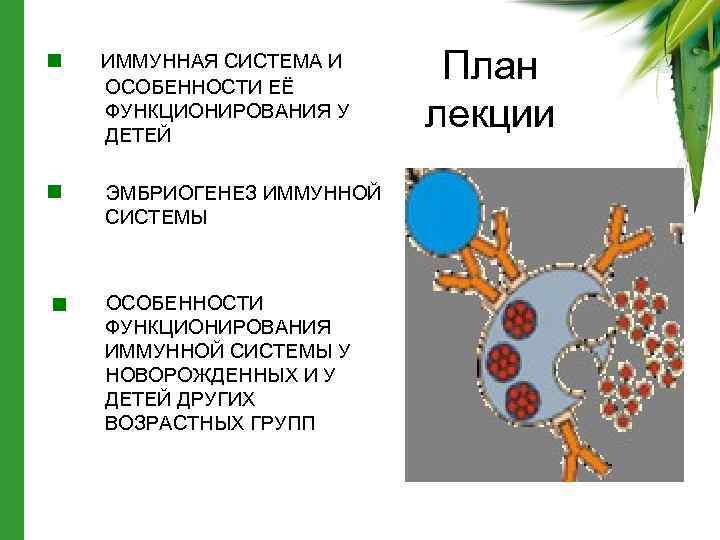 ИММУННАЯ СИСТЕМА И ОСОБЕННОСТИ ЕЁ ФУНКЦИОНИРОВАНИЯ У ДЕТЕЙ ЭМБРИОГЕНЕЗ ИММУННОЙ СИСТЕМЫ ОСОБЕННОСТИ ФУНКЦИОНИРОВАНИЯ ИММУННОЙ