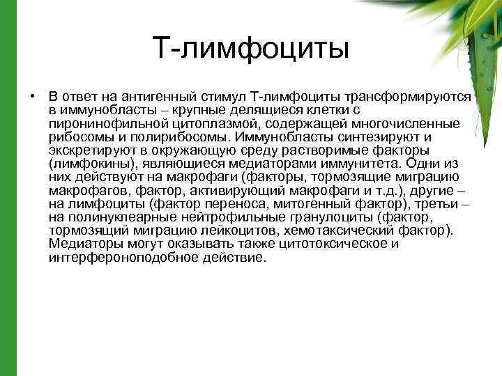 Т-лимфоциты • В ответ на антигенный стимул Т-лимфоциты трансформируются в иммунобласты – крупные делящиеся