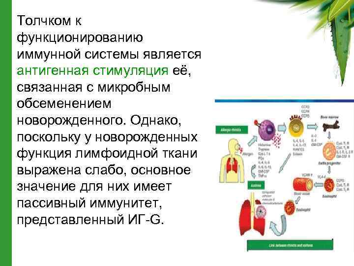  • Толчком к функционированию иммунной системы является антигенная стимуляция её, связанная с микробным