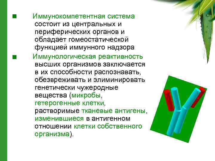 Иммунокомпетентная система состоит из центральных и периферических органов и обладает гомеостатической функцией иммунного надзора