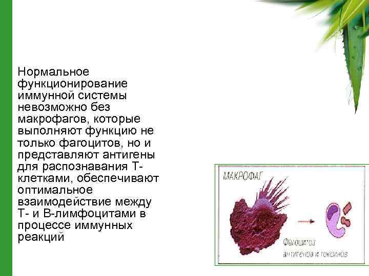  • Нормальное функционирование иммунной системы невозможно без макрофагов, которые выполняют функцию не только