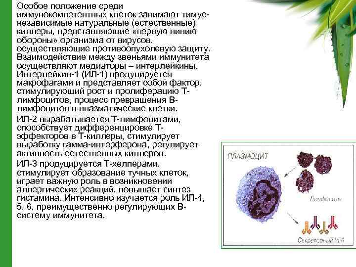  • • • Особое положение среди иммунокомпетентных клеток занимают тимуснезависимые натуральные (естественные) киллеры,
