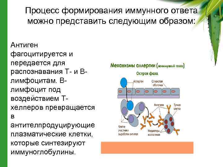 Иммунный ответ человека. Формирование иммунных реакций в процессе индивидуального развития. Стадии формирования иммунитета. Стадии развития иммунного процесса.