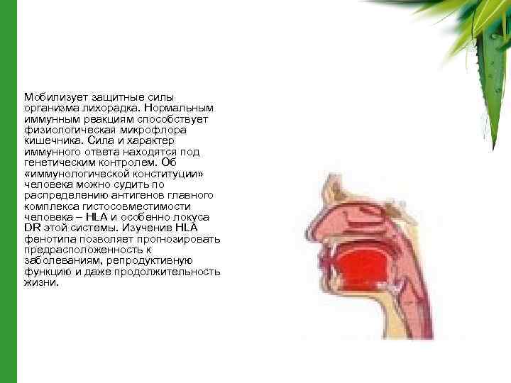  • Мобилизует защитные силы организма лихорадка. Нормальным иммунным реакциям способствует физиологическая микрофлора кишечника.