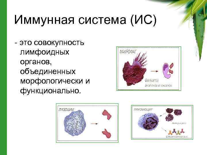 Иммунная система (ИС) - это совокупность лимфоидных органов, объединенных морфологически и функционально. 