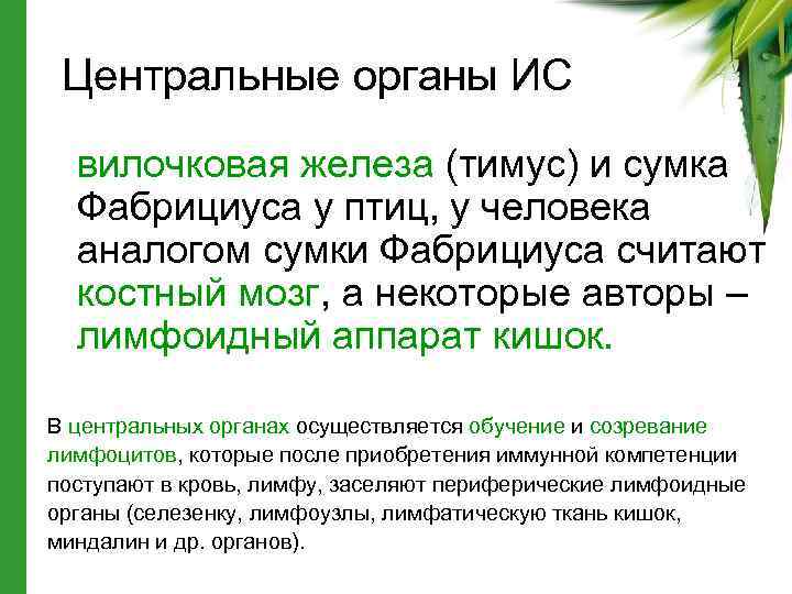 Центральные органы ИС вилочковая железа (тимус) и сумка Фабрициуса у птиц, у человека аналогом