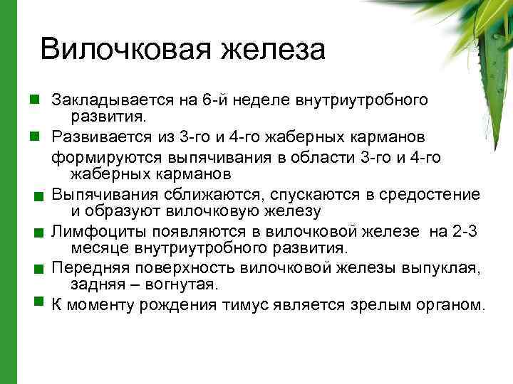 Вилочковая железа Закладывается на 6 -й неделе внутриутробного развития. Развивается из 3 -го и