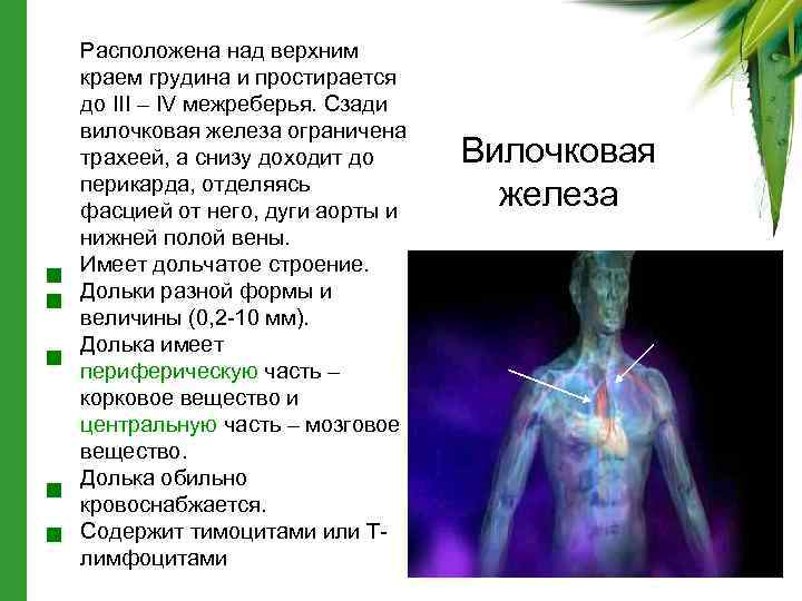 Расположена над верхним краем грудина и простирается до III – IV межреберья. Сзади вилочковая