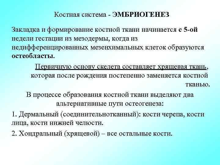 Костная система ЭМБРИОГЕНЕЗ Закладка и формирование костной ткани начинается с 5 ой недели гестации