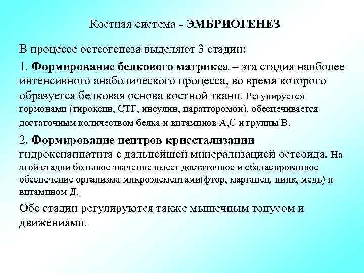 Костная система ЭМБРИОГЕНЕЗ В процессе остеогенеза выделяют 3 стадии: 1. Формирование белкового матрикса –