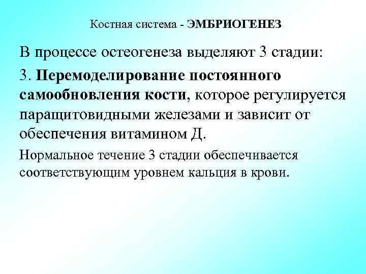 Костная система ЭМБРИОГЕНЕЗ В процессе остеогенеза выделяют 3 стадии: 3. Перемоделирование постоянного самообновления кости,