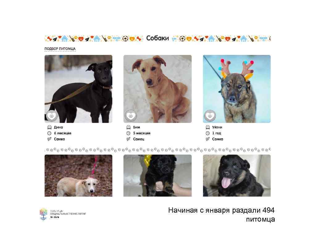 Начиная с января раздали 494 питомца 