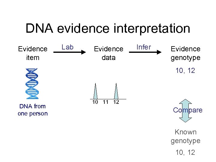 DNA evidence interpretation Evidence item Lab Evidence data Infer Evidence genotype 10, 12 DNA