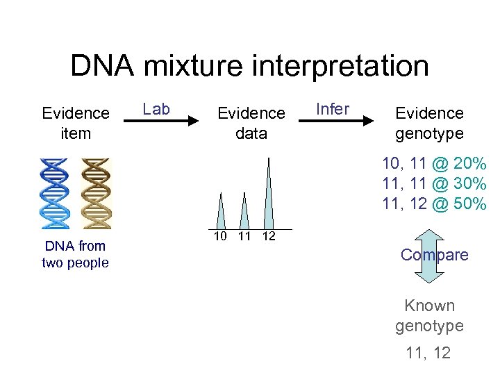 DNA mixture interpretation Evidence item Lab Evidence data Infer Evidence genotype 10, 11 @