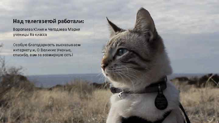 Над телегазетой работали: Воропаева Юлия и Чегодаева Мария ученицы 8 а класса Особую благодарность