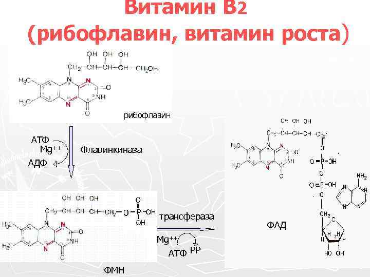 Гамма глютамин трансфераза