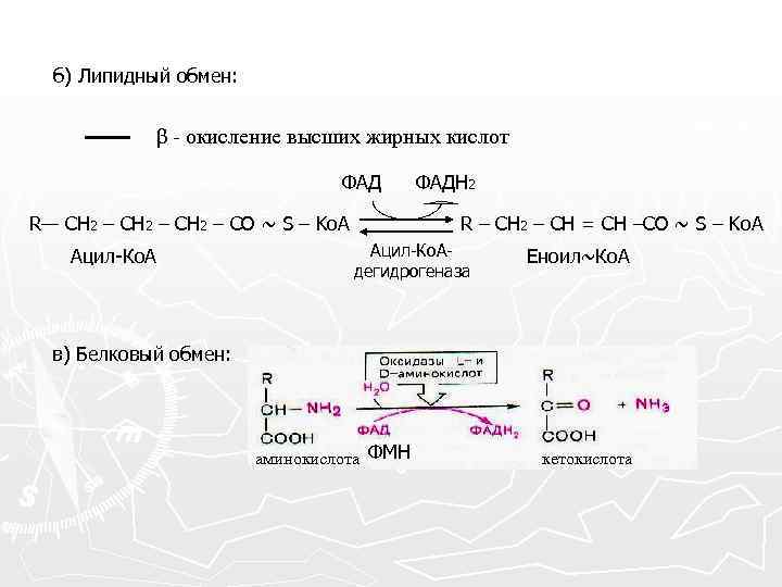 Высшее окисление. Окисление жирных кислот ФАД. Исходный субстрат бета окисления жирных кислот. Бета окисление жирных кислот биохимия. Бета окисление жирных кислот протекает в.