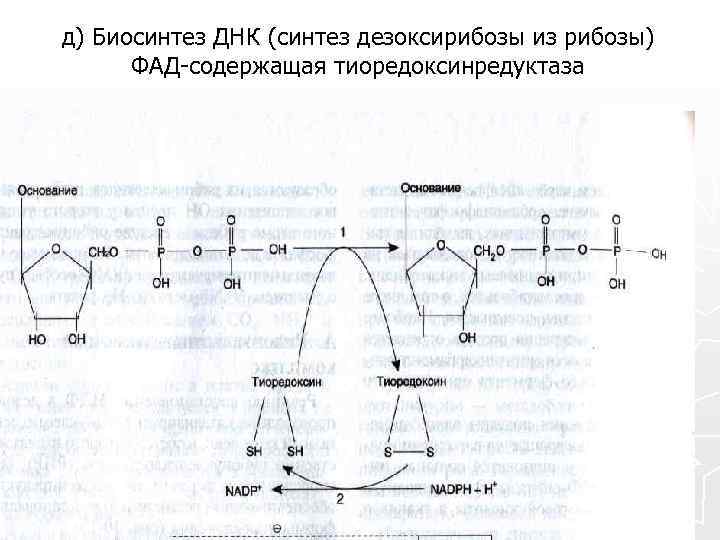 На участке днк синтезируется