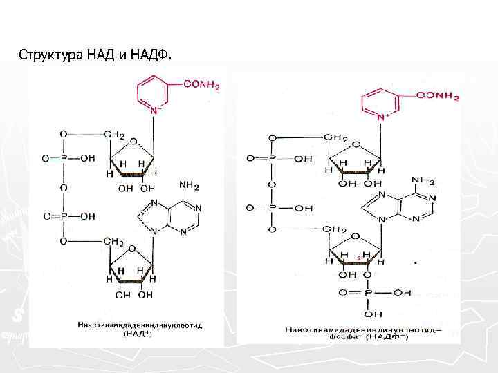 Структура НАД и НАДФ. 
