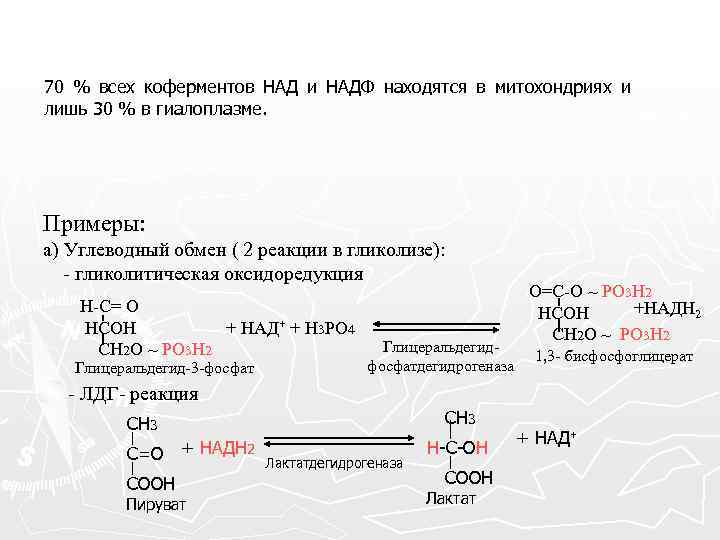 70 % всех коферментов НАД и НАДФ находятся в митохондриях и лишь 30 %