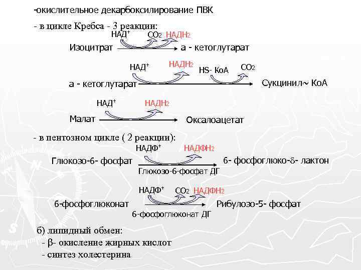 -окислительное декарбоксилирование ПВК - в цикле Кребса - 3 реакции: НАД+ СО 2 НАДН