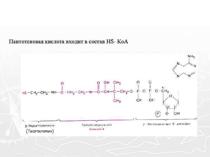 Пантотеновая кислота входит в состав HS- Ко. А (Тиоэтиламин) 