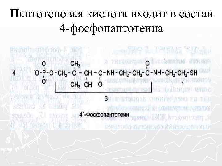 Пантотеновая кислота входит в состав 4 -фосфопантотеина 