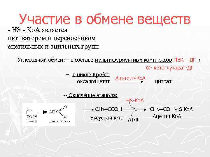 Участие в обмене веществ - НS - Ко. А является пктиватором и переносчиком ацетильных