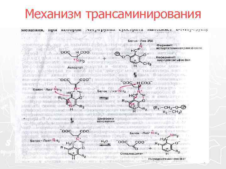 Механизм трансаминирования 